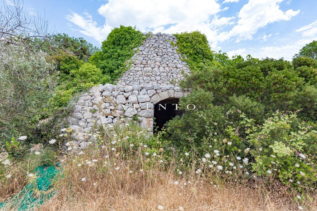 Pajara salentina