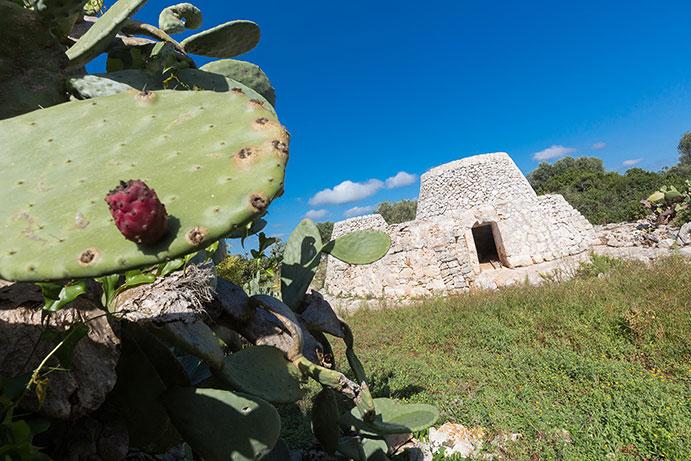 pajara salentina