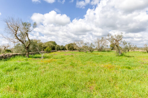 Terreno edificabile Salve