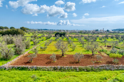 Terreno edificabile Salve