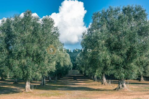 Casa in vendcita a Presicce - Acquarica